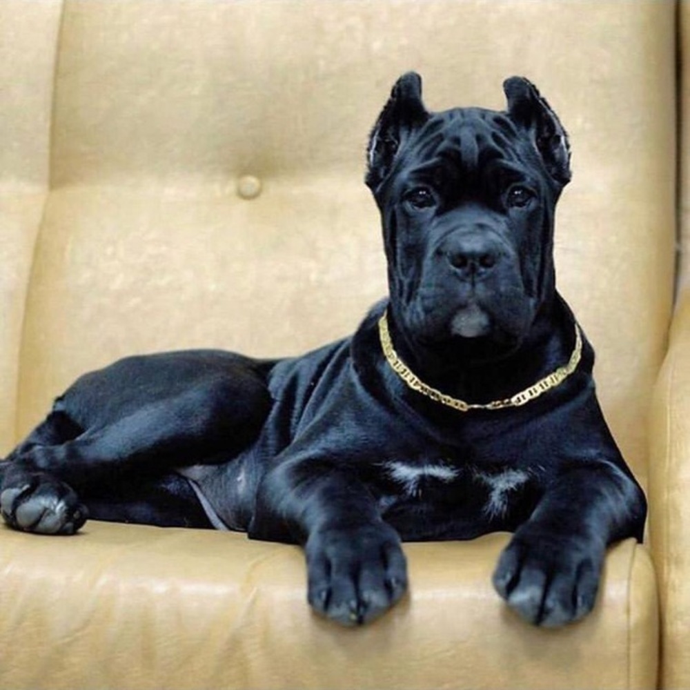 Meet your Posher, Enzo